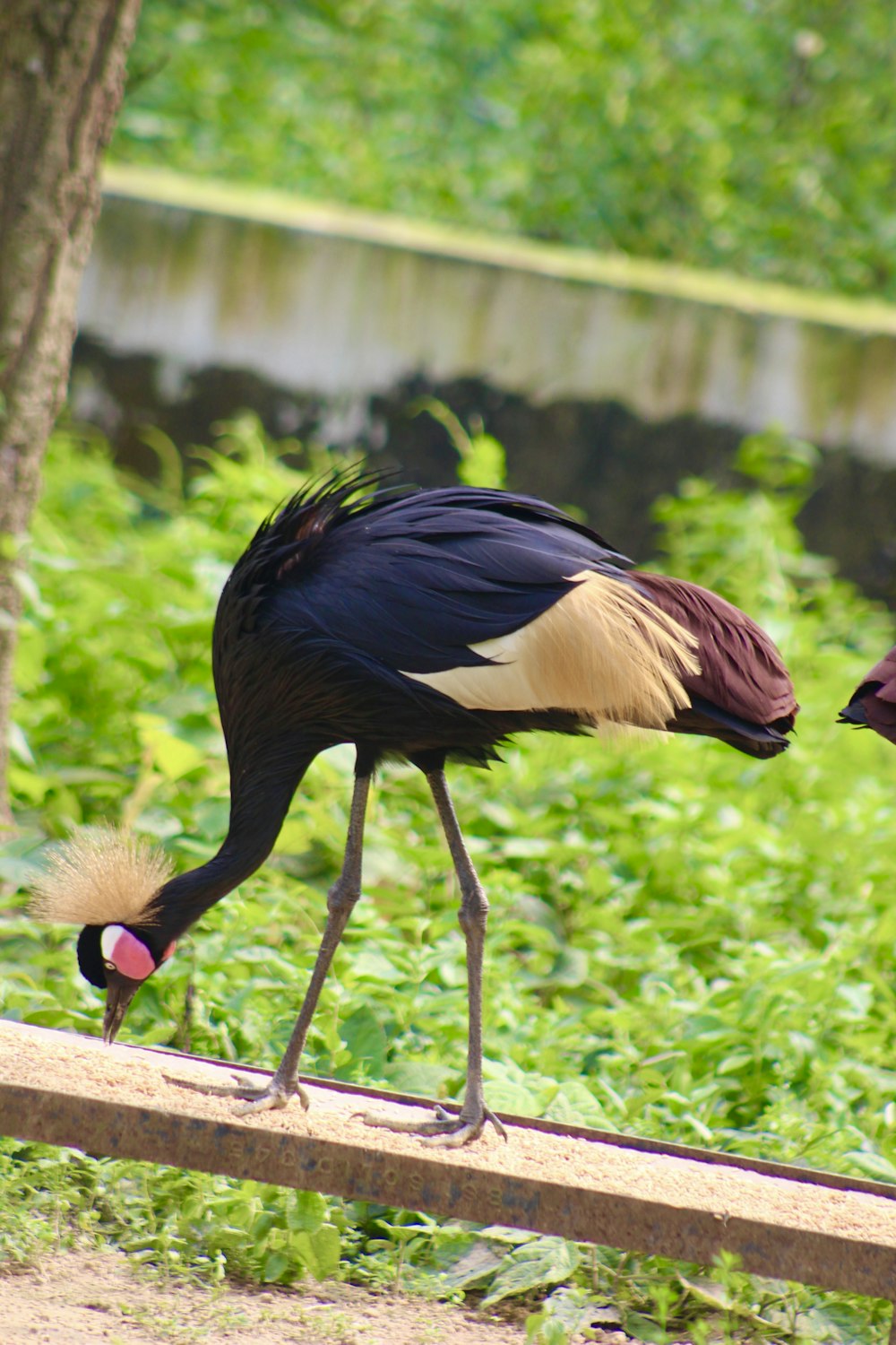 a couple of birds that are standing in the grass