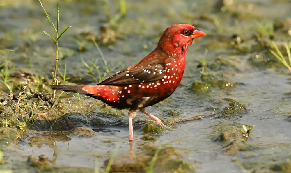 a red and brown bird standing in a puddle of water