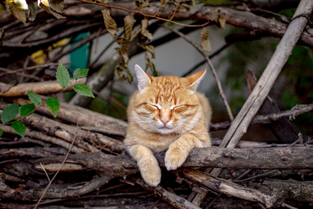 an orange and white cat sitting on top of a tree branch