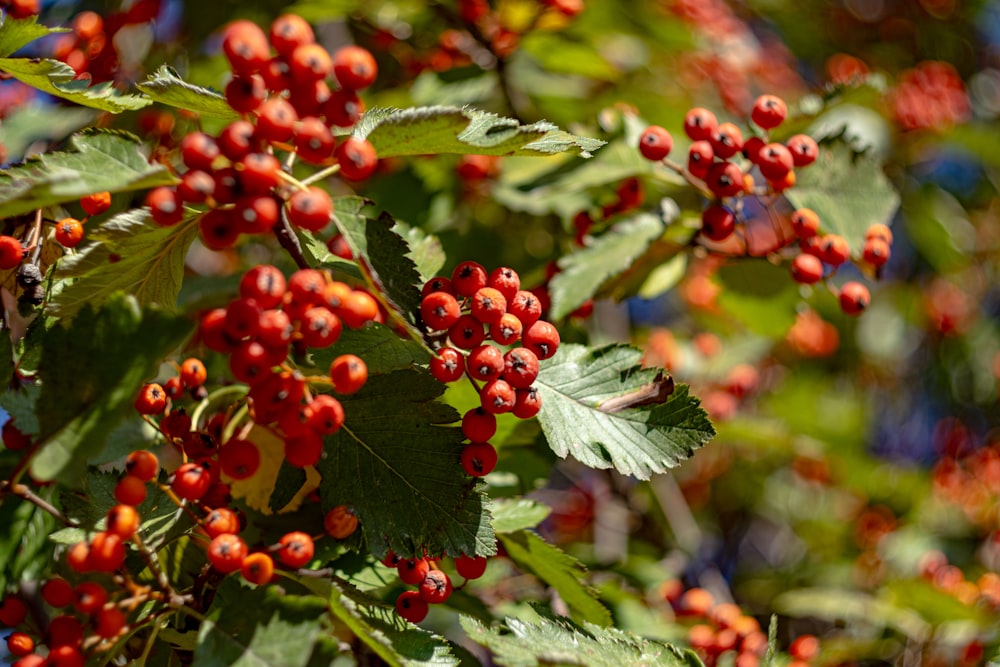 a bunch of red berries hanging from a tree