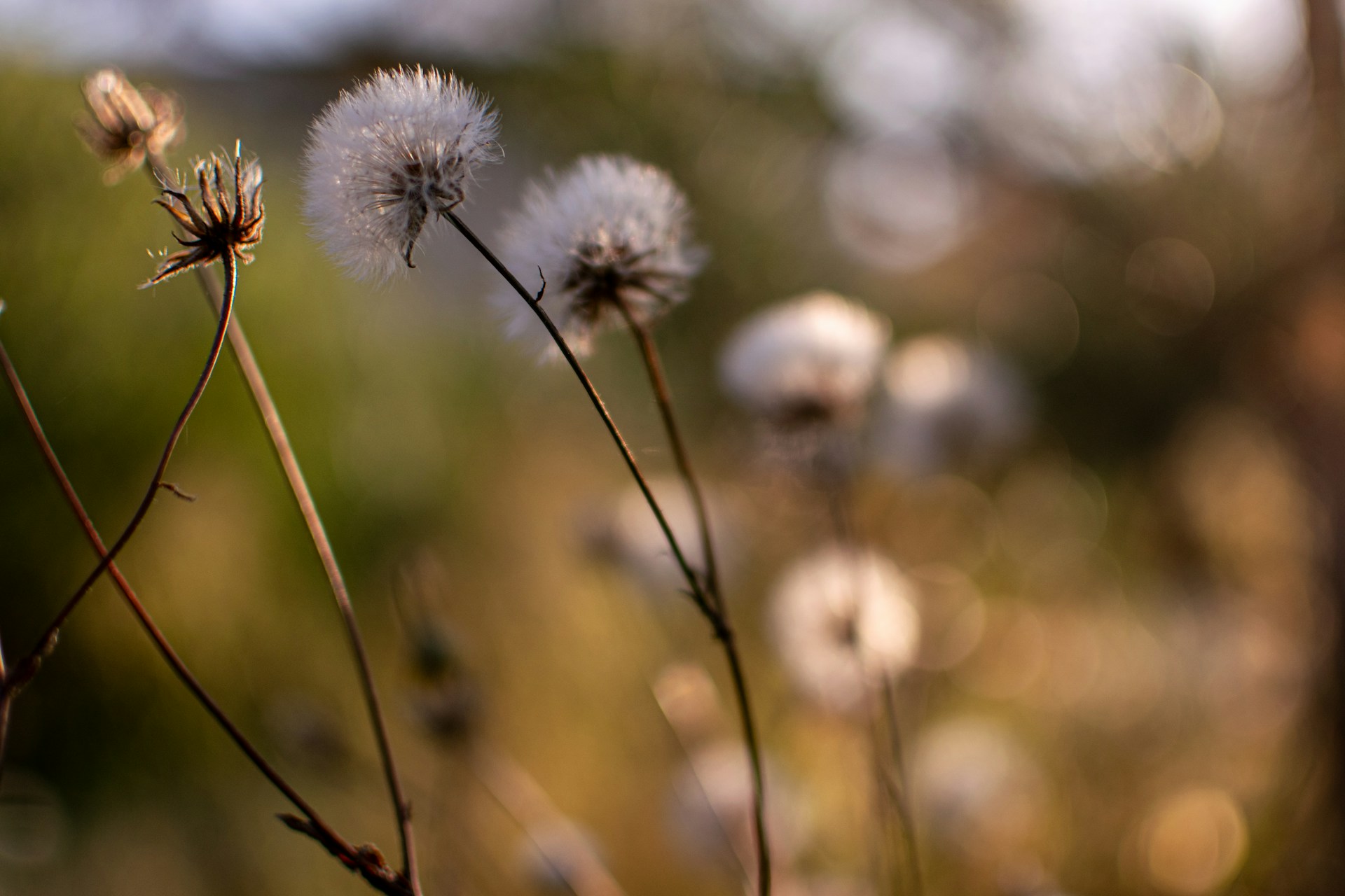 a close up of a bunch of flowers in a field