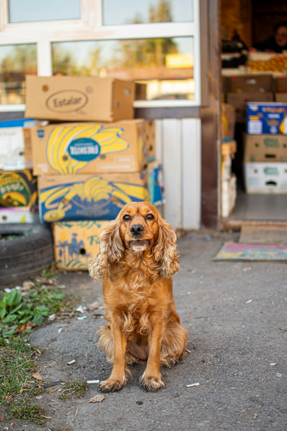 a dog sitting in front of a pile of boxes