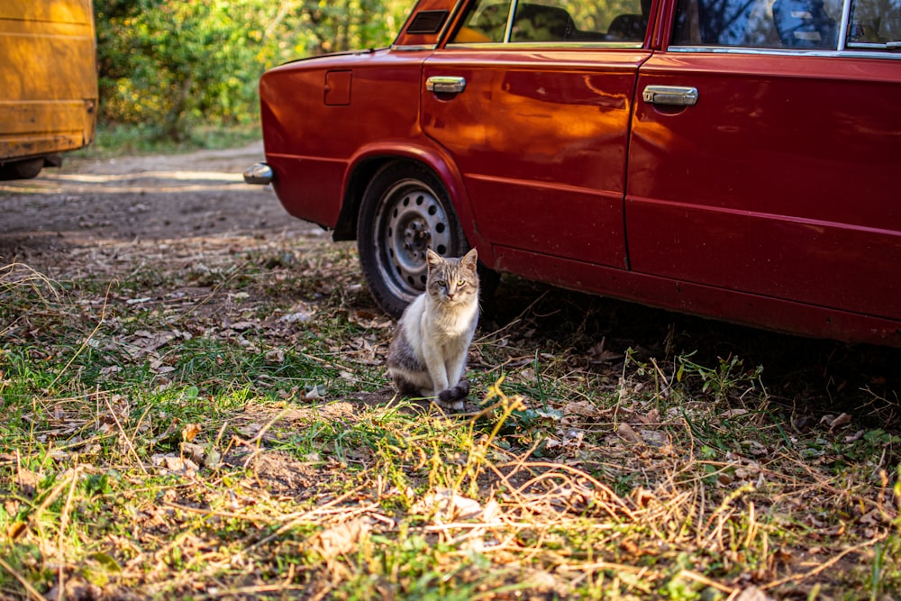 a cat sitting in the grass next to a red car