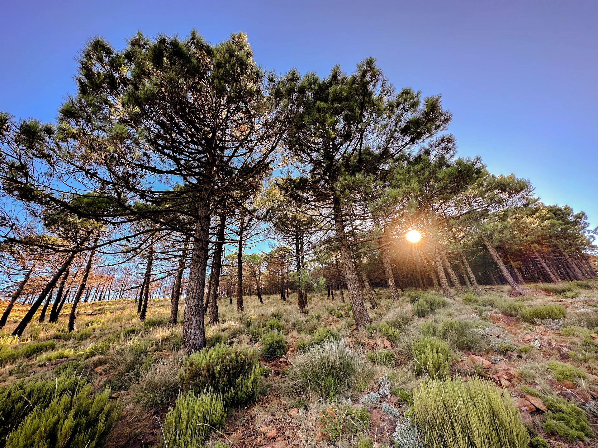 the sun is shining through the trees in the forest