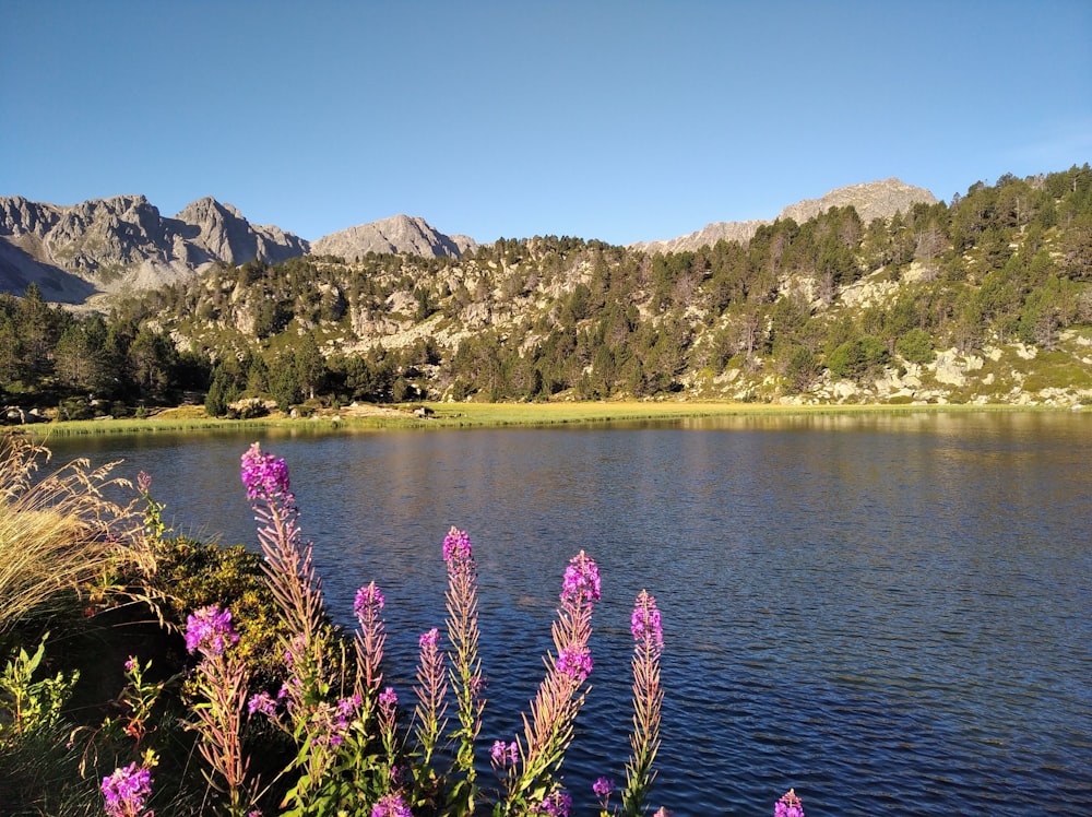 a lake with purple flowers in the foreground and mountains in the background