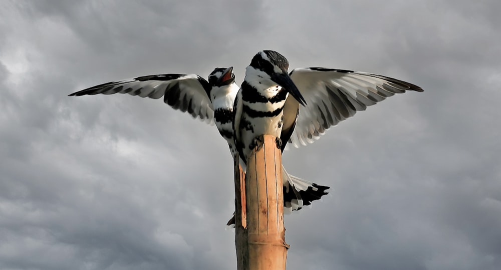 a couple of birds sitting on top of a wooden pole
