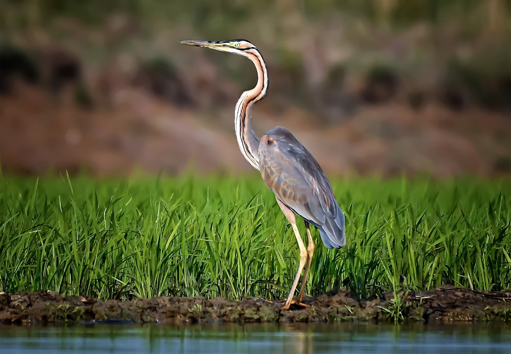 a bird with a long neck standing in the grass