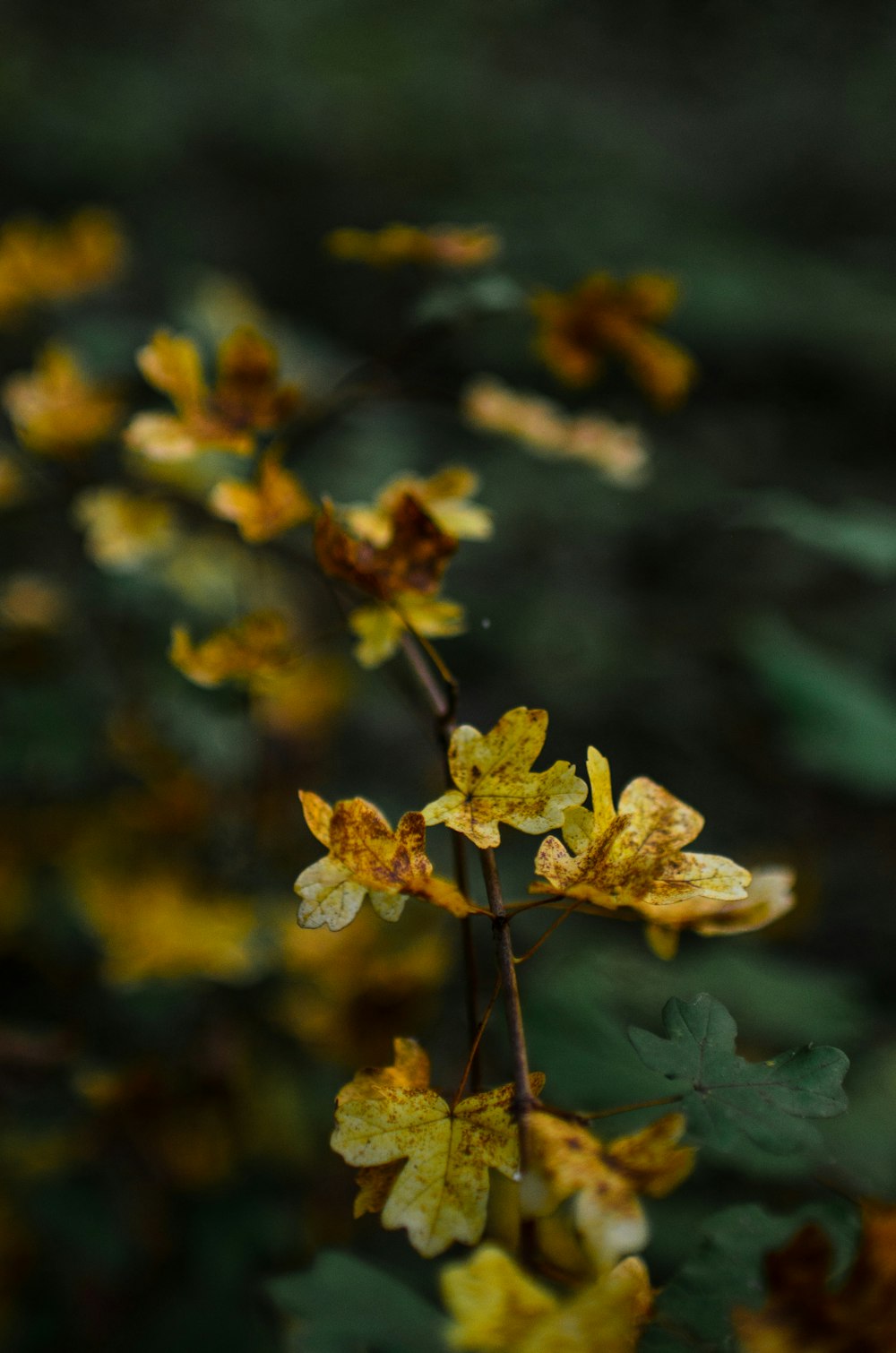 a close up of a plant with yellow flowers