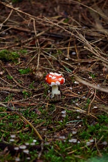 A vibrant red and white mushroom, likely an Amanita muscaria, stands amidst a forest floor covered with brown twigs, pine needles, and green moss.