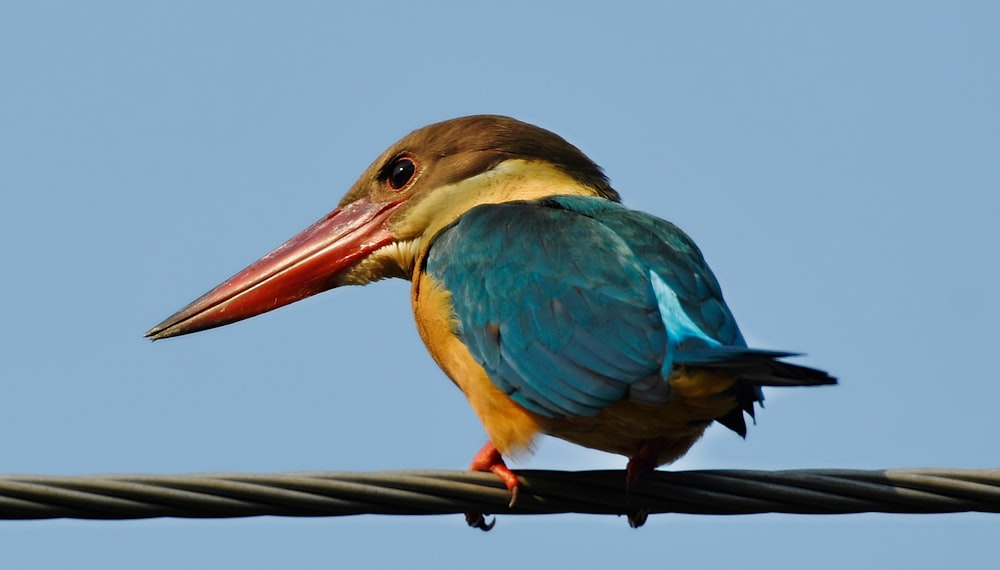 a colorful bird perched on a wire with a sky background