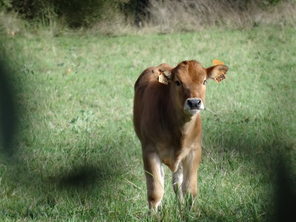 a brown cow standing on top of a lush green field