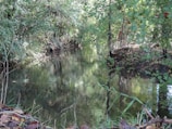 A serene waterway surrounded by flourishing vegetation.