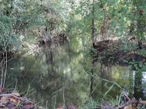 A tranquil waterway surrounded by native plants and wildlife.