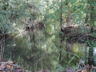 A tranquil waterway surrounded by native plants and wildlife.