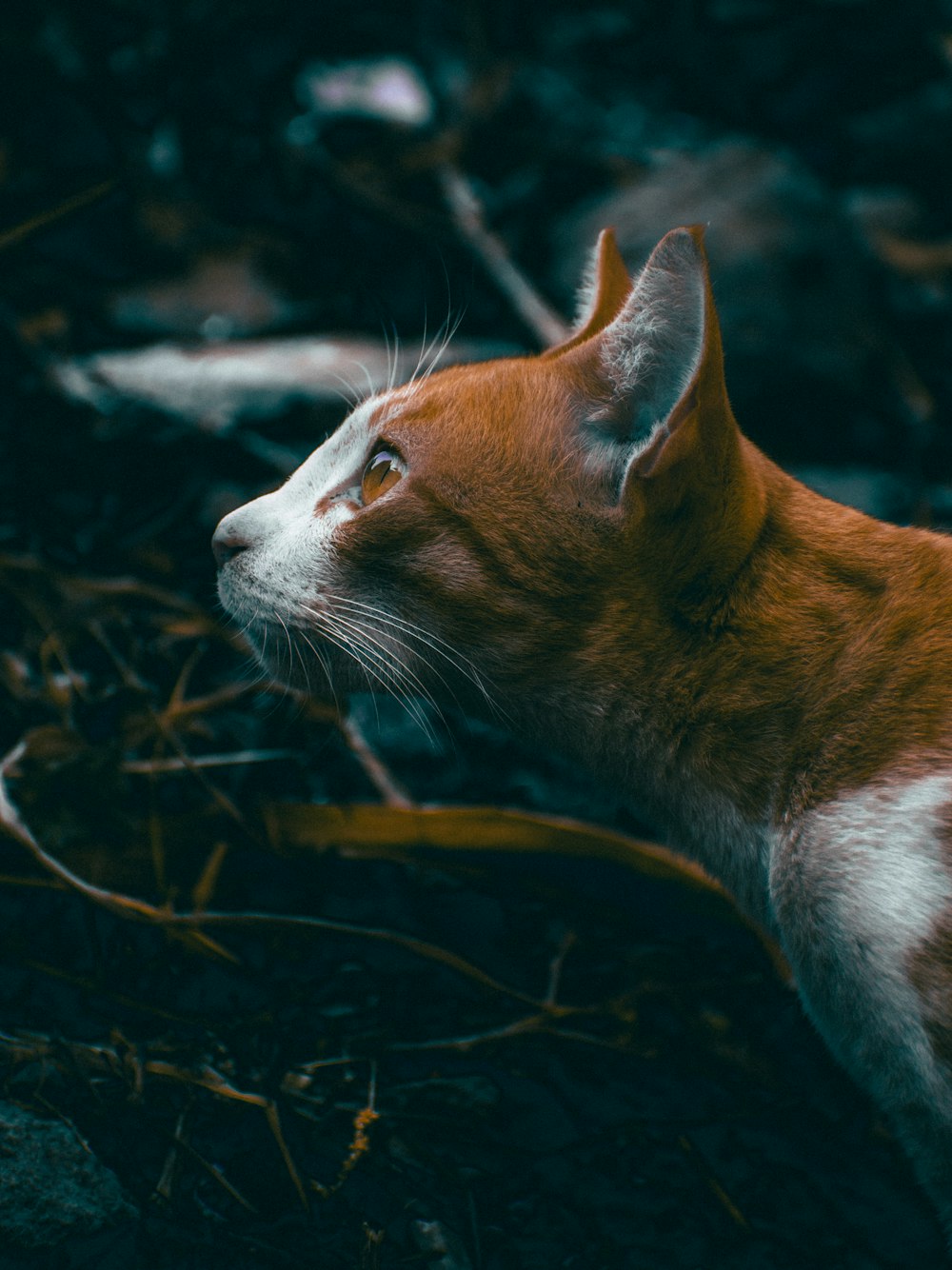 a close up of a cat laying on the ground