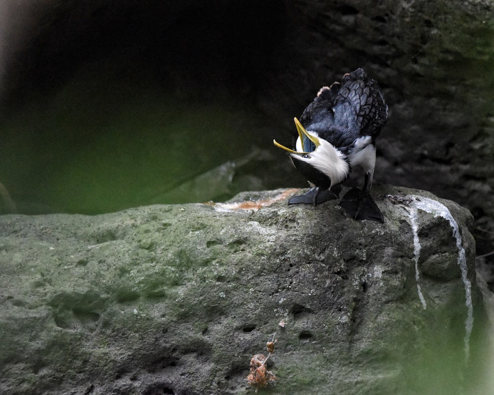 a bird sitting on top of a large rock