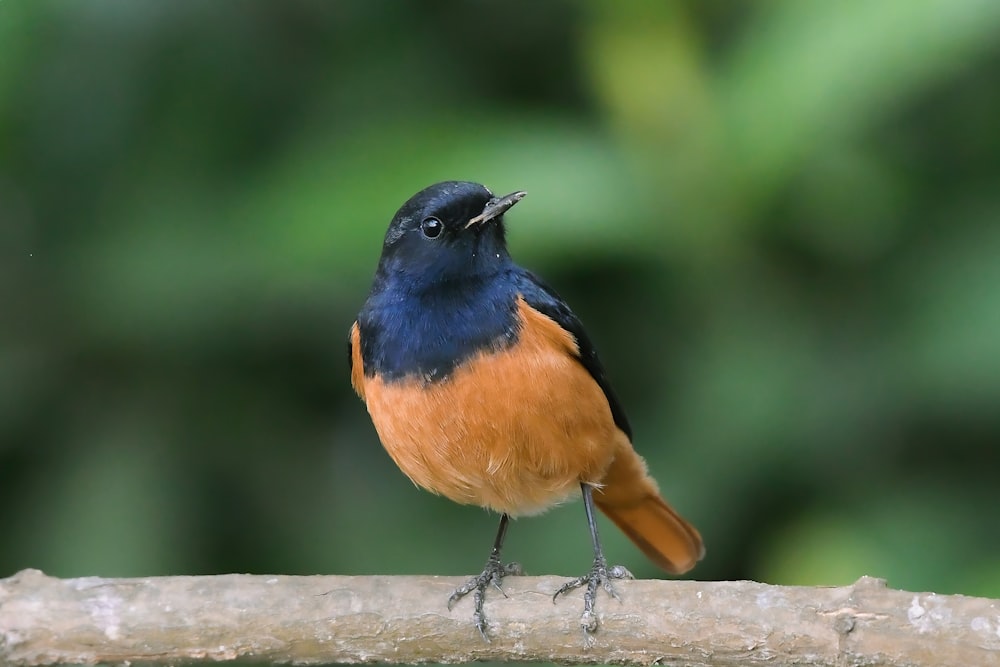 un pequeño pájaro azul y naranja sentado en una rama