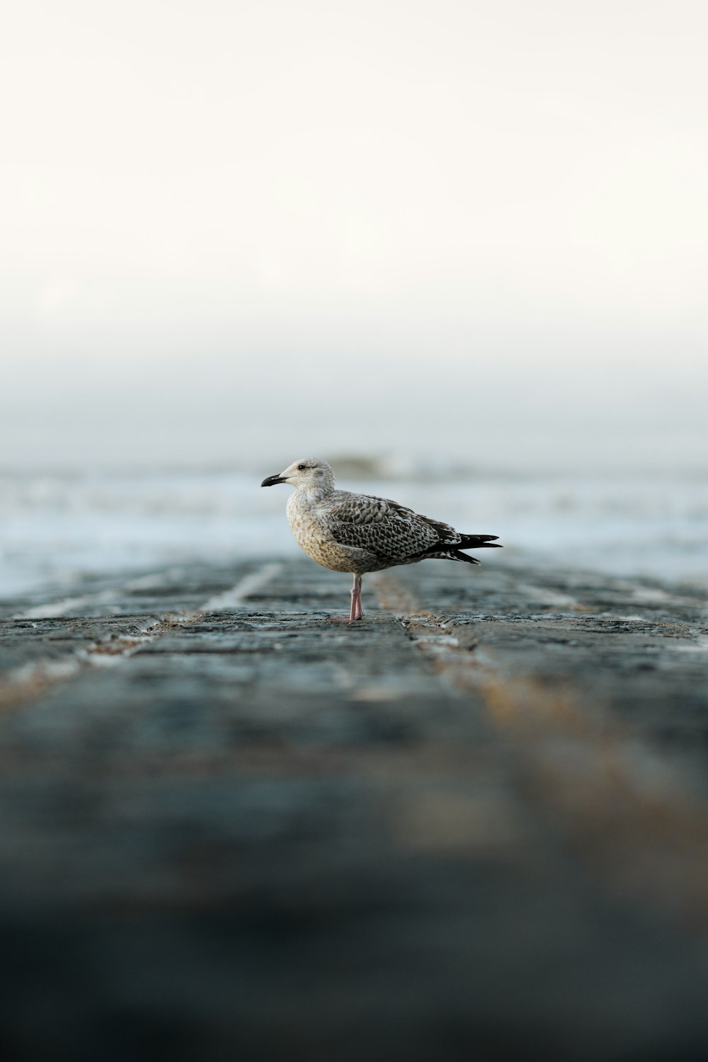 a seagull standing on the edge of a pier