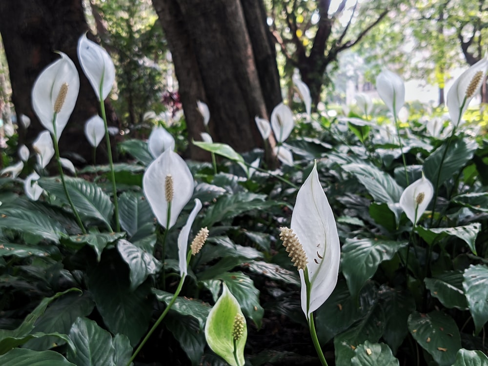 a group of white flowers in a forest