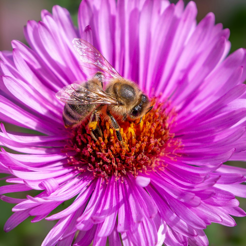 a bee is sitting on a purple flower