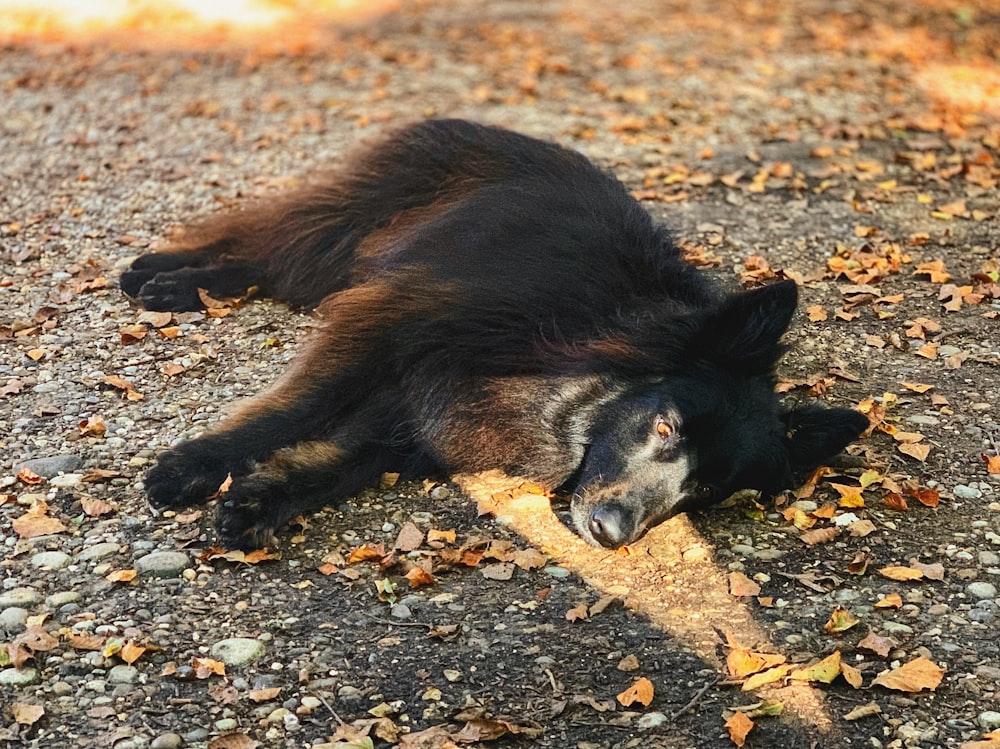 a large black bear laying on top of a pile of leaves