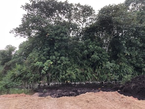 A dense forest area with lush green foliage and tall trees. In the foreground, there is a muddy and rocky ground leading to a shallow water body. The scene appears natural and untouched with no visible human-made structures.