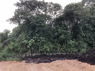 A dense forest area with lush green foliage and tall trees. In the foreground, there is a muddy and rocky ground leading to a shallow water body. The scene appears natural and untouched with no visible human-made structures.