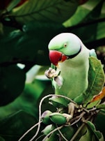A parrot with vibrant green feathers and a distinctive red beak perches on a cluster of green fruits. Its focused attention is directed towards the fruit it holds in its claw, surrounded by lush green foliage.