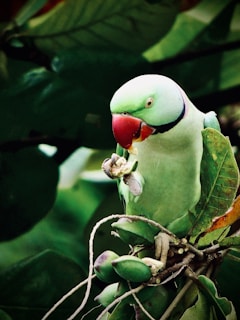 A parrot with vibrant green feathers and a distinctive red beak perches on a cluster of green fruits. Its focused attention is directed towards the fruit it holds in its claw, surrounded by lush green foliage.