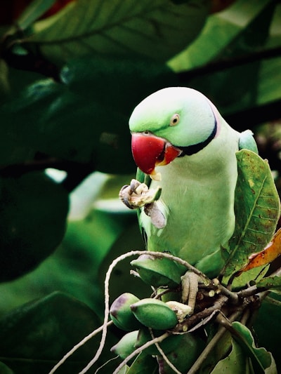 A parrot with vibrant green feathers and a distinctive red beak perches on a cluster of green fruits. Its focused attention is directed towards the fruit it holds in its claw, surrounded by lush green foliage.
