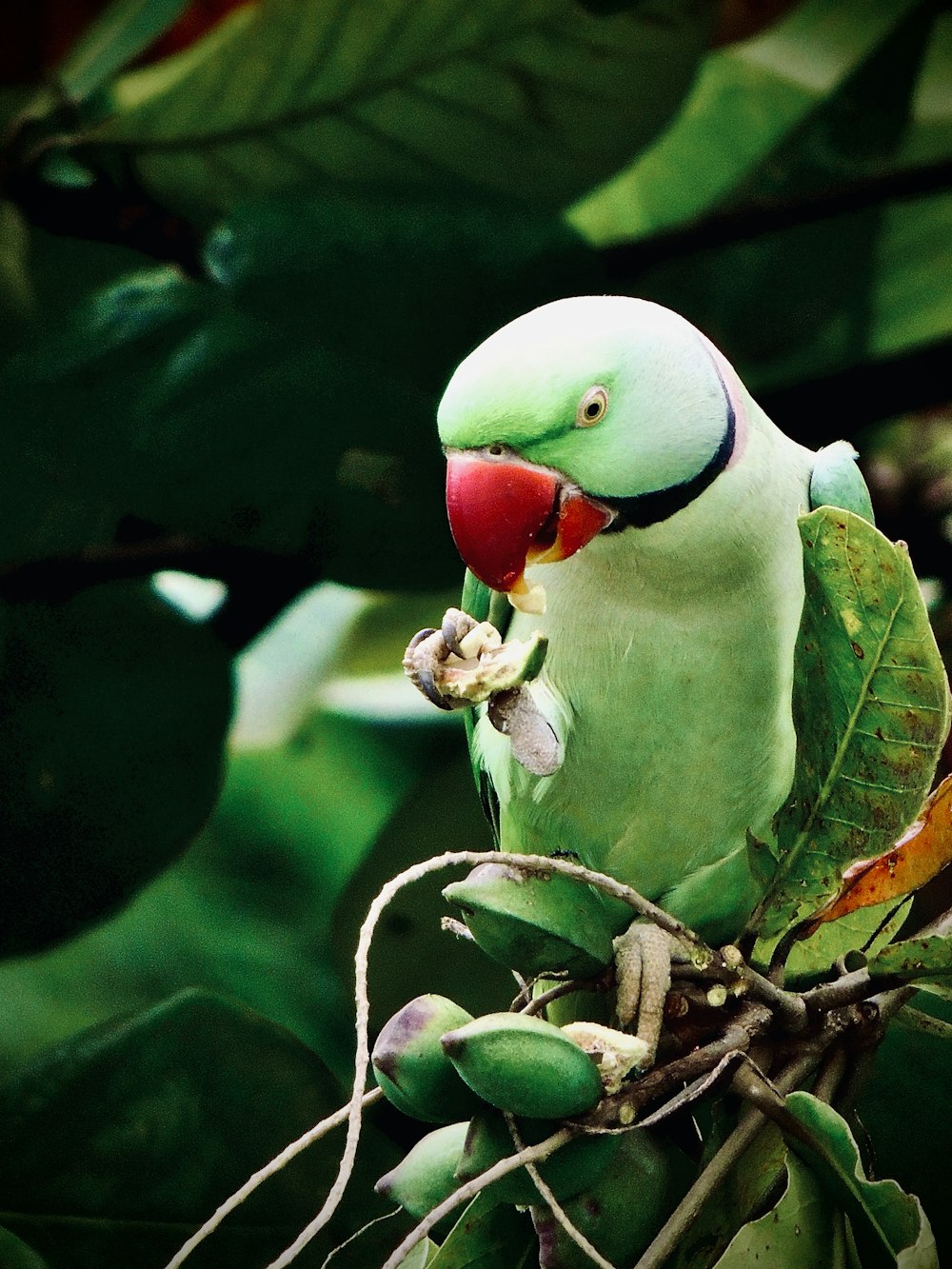 a green parrot sitting on top of a tree branch