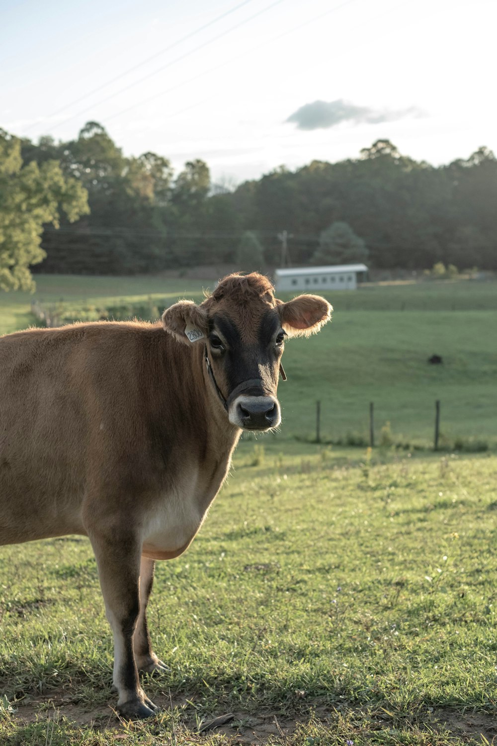 a brown cow standing on top of a lush green field