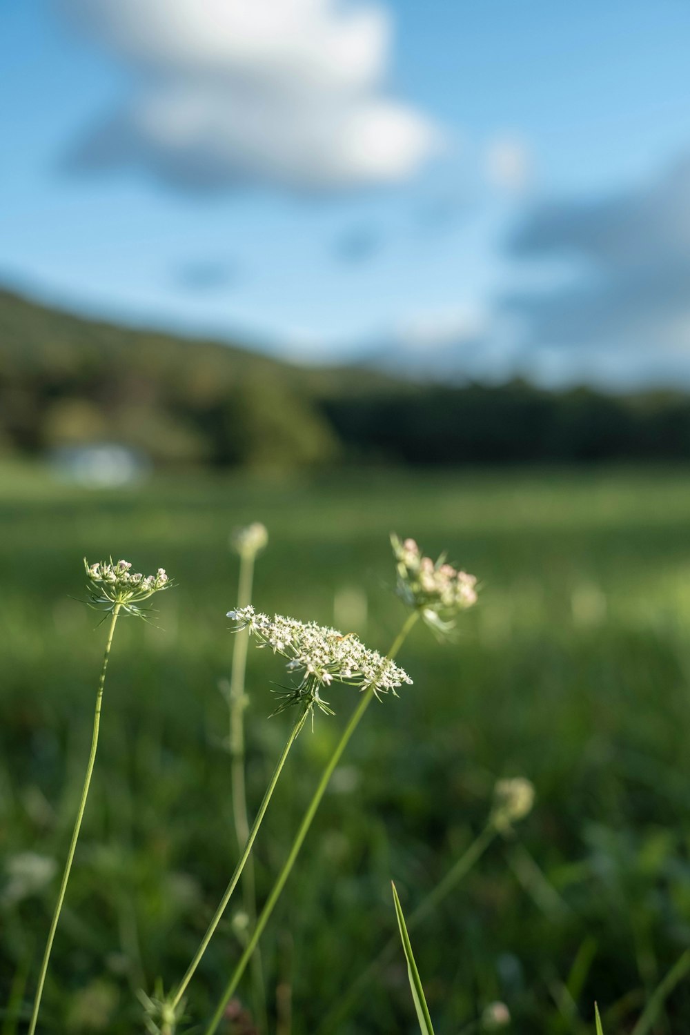 a field of grass with a blue sky in the background