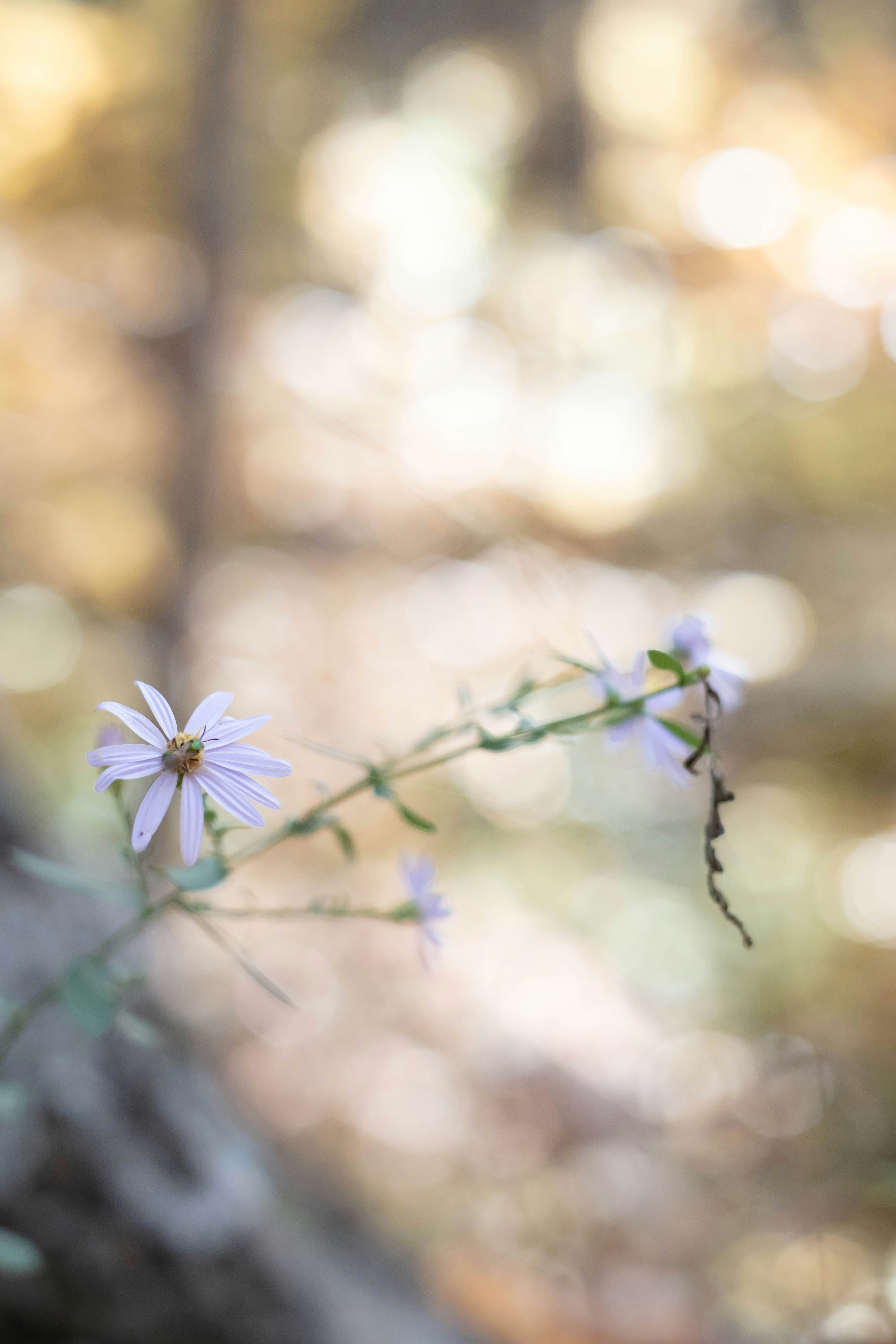 背景がぼやけた花の接写