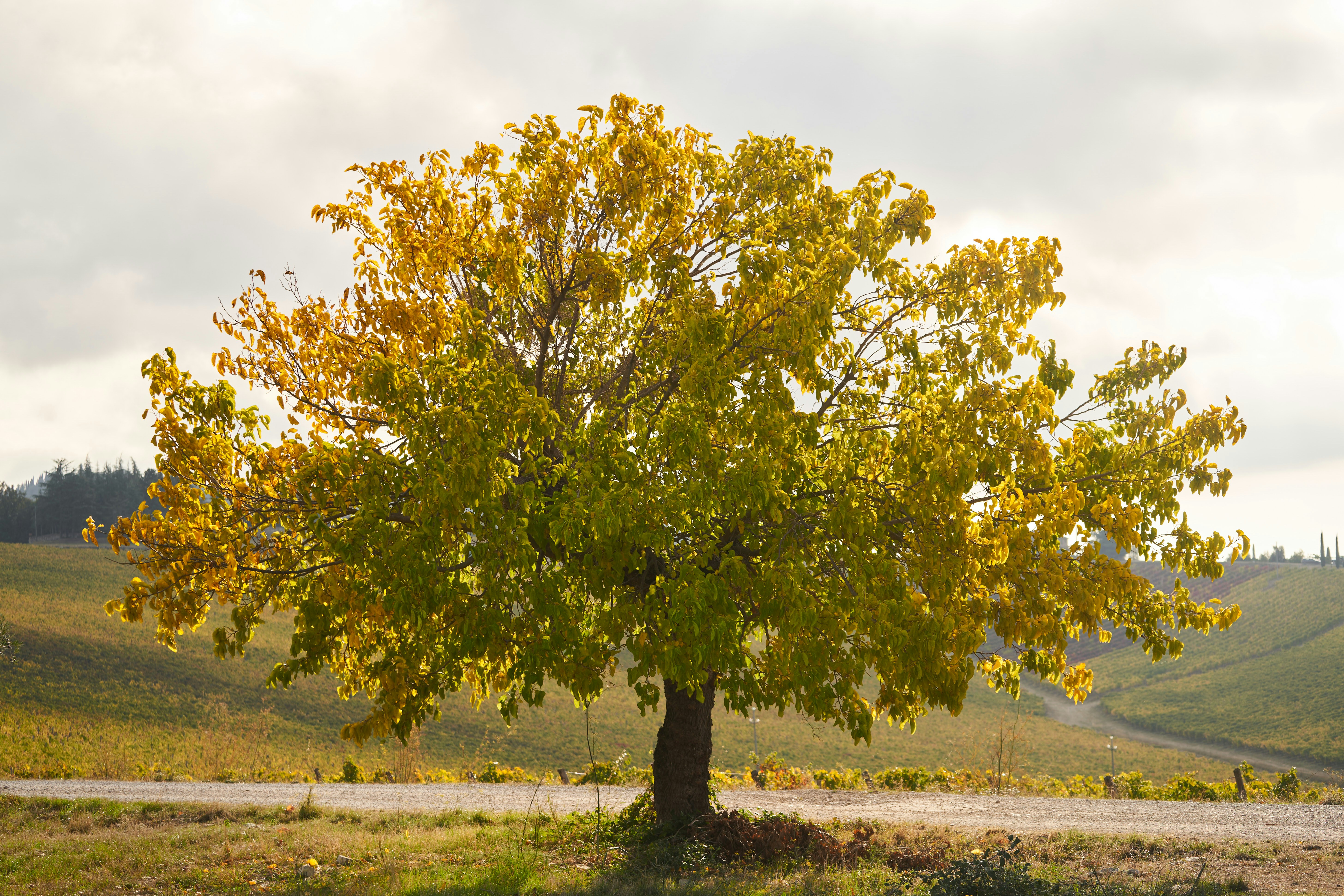 Photo by wolfgang_hasselmann