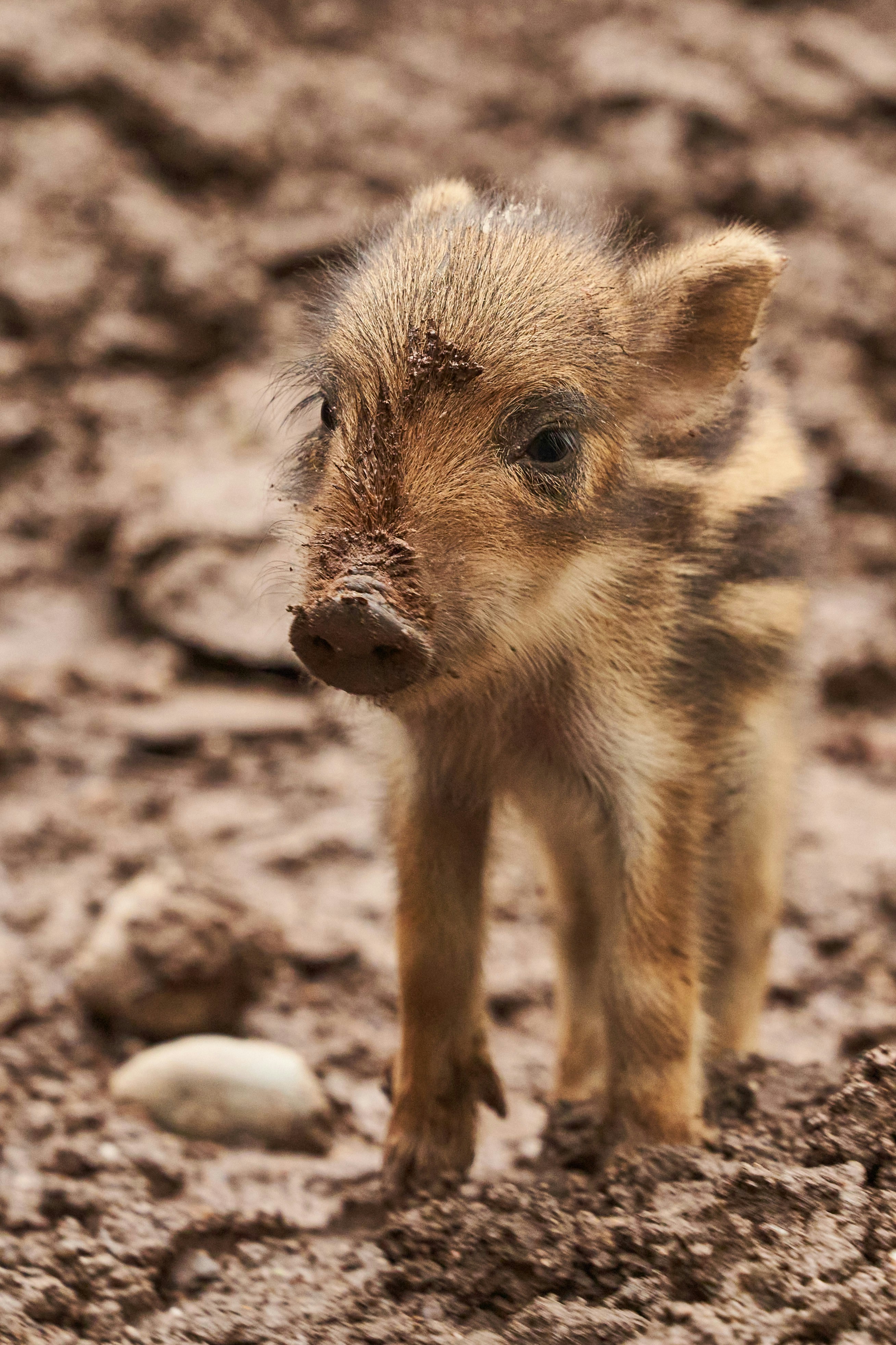 Photo by wolfgang_hasselmann