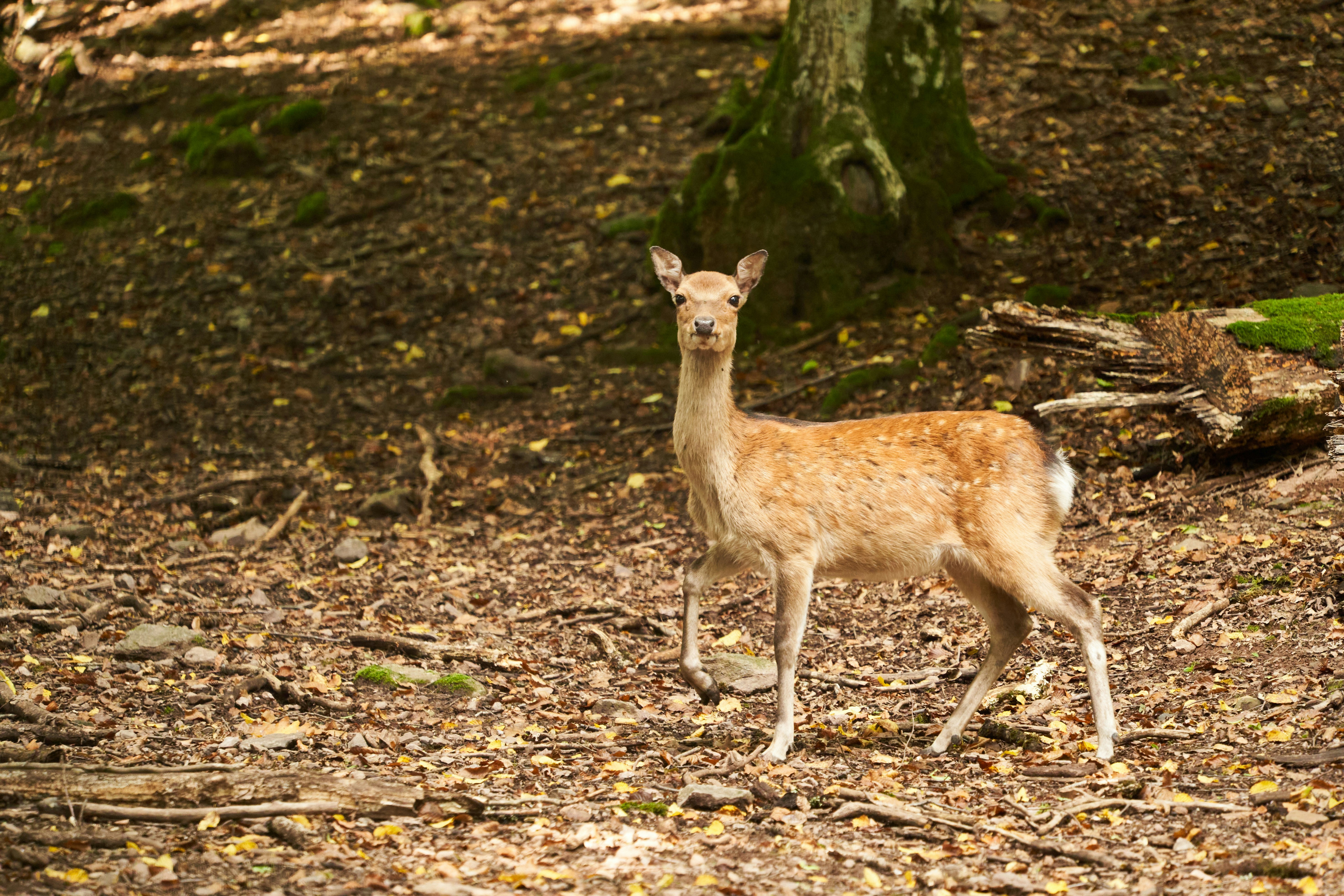 Photo by wolfgang_hasselmann