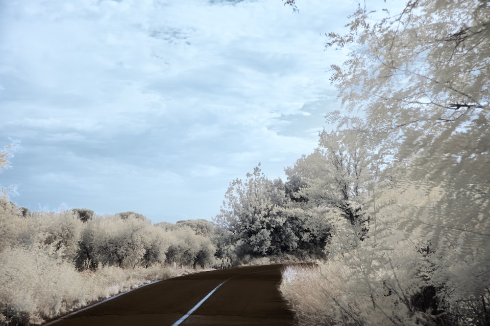 a road with trees and bushes on both sides