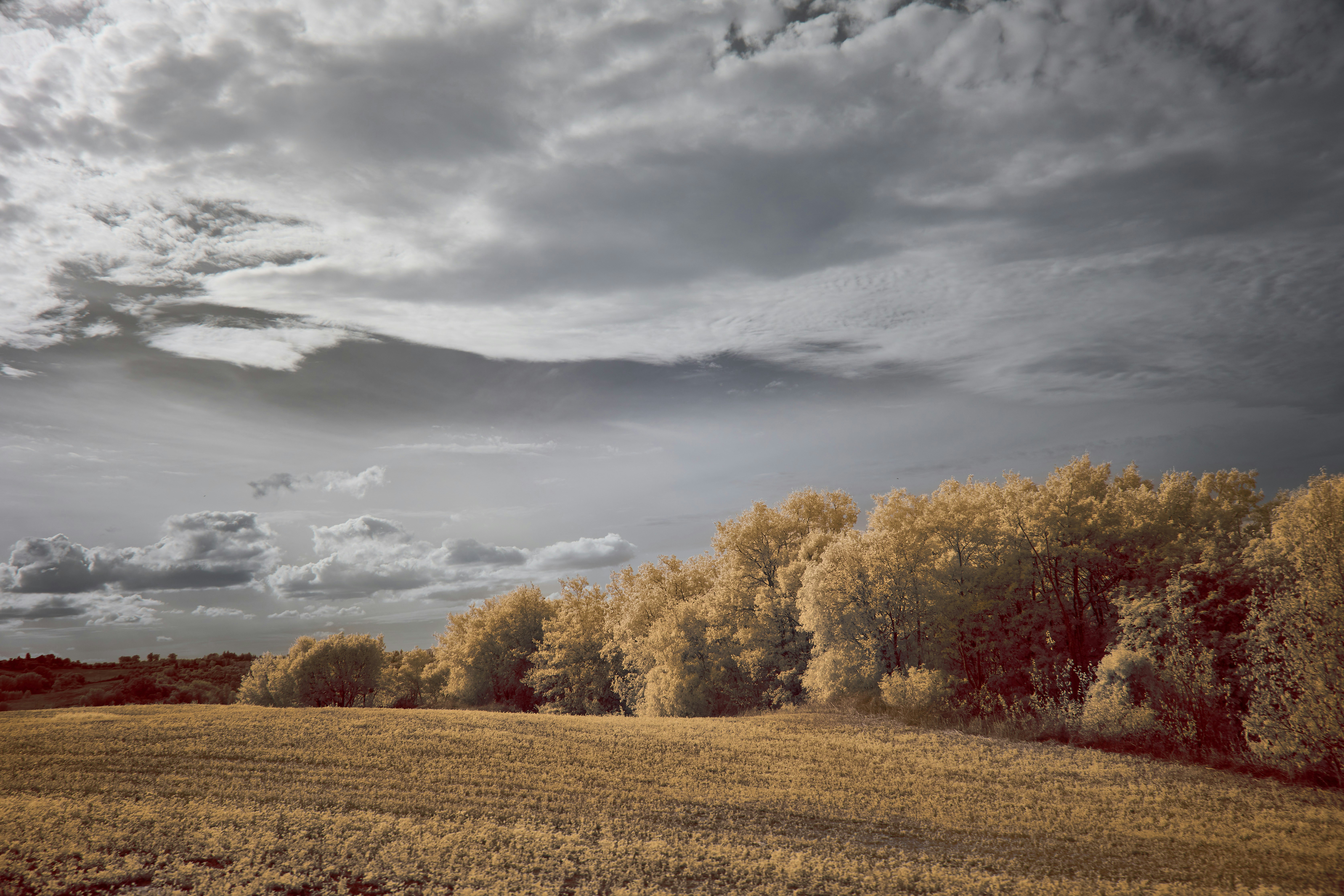 Photo by wolfgang_hasselmann