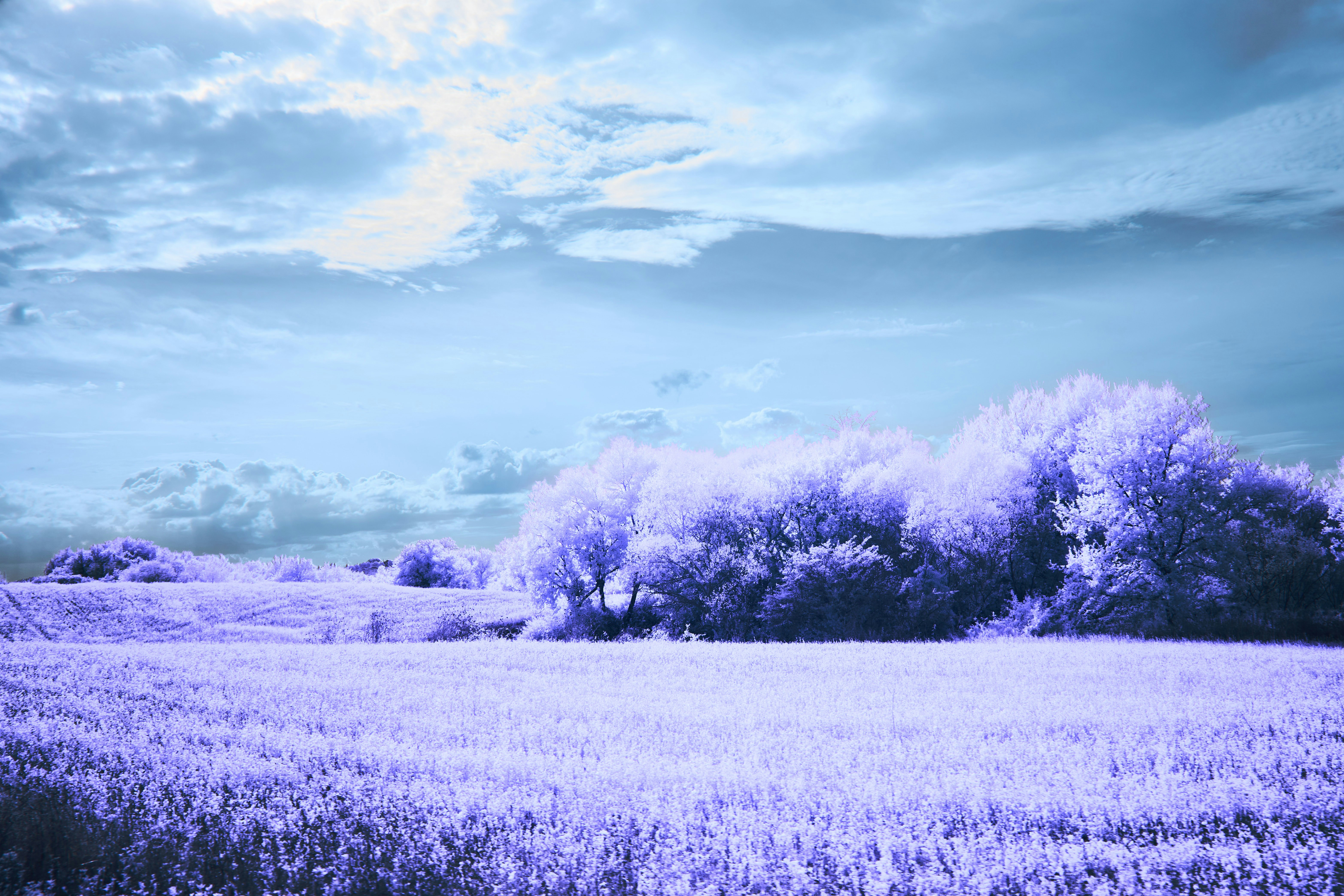 Photo by wolfgang_hasselmann