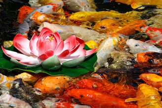 A vibrant embroidered panel showcasing a colorful koi fish swimming among lotus flowers.