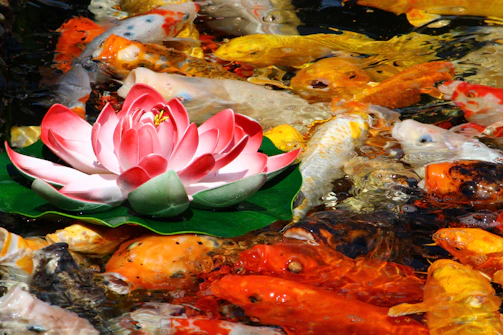 A vibrant embroidered panel showcasing a colorful koi fish swimming among lotus flowers.