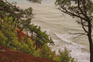 A scenic view of the camping area with pine trees and the sea in the distance.