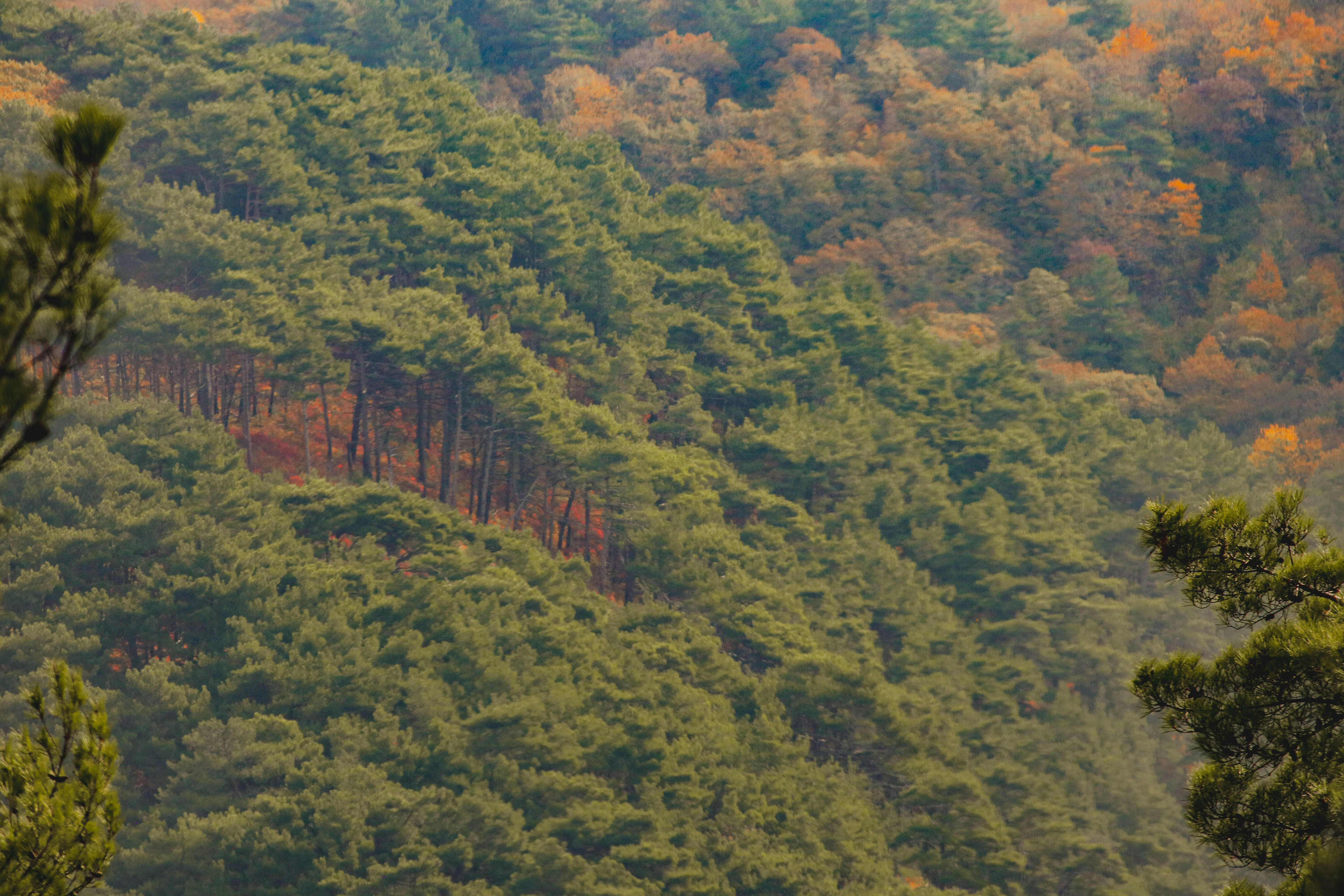 a forest filled with lots of green trees
