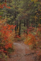 A quiet mountain trail winding through vibrant autumn foliage in Nikko.