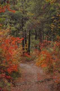 A quiet mountain trail winding through vibrant autumn foliage in Nikko.