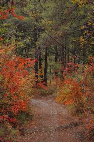 A winding forest trail framed by autumn leaves in fiery reds and golds.