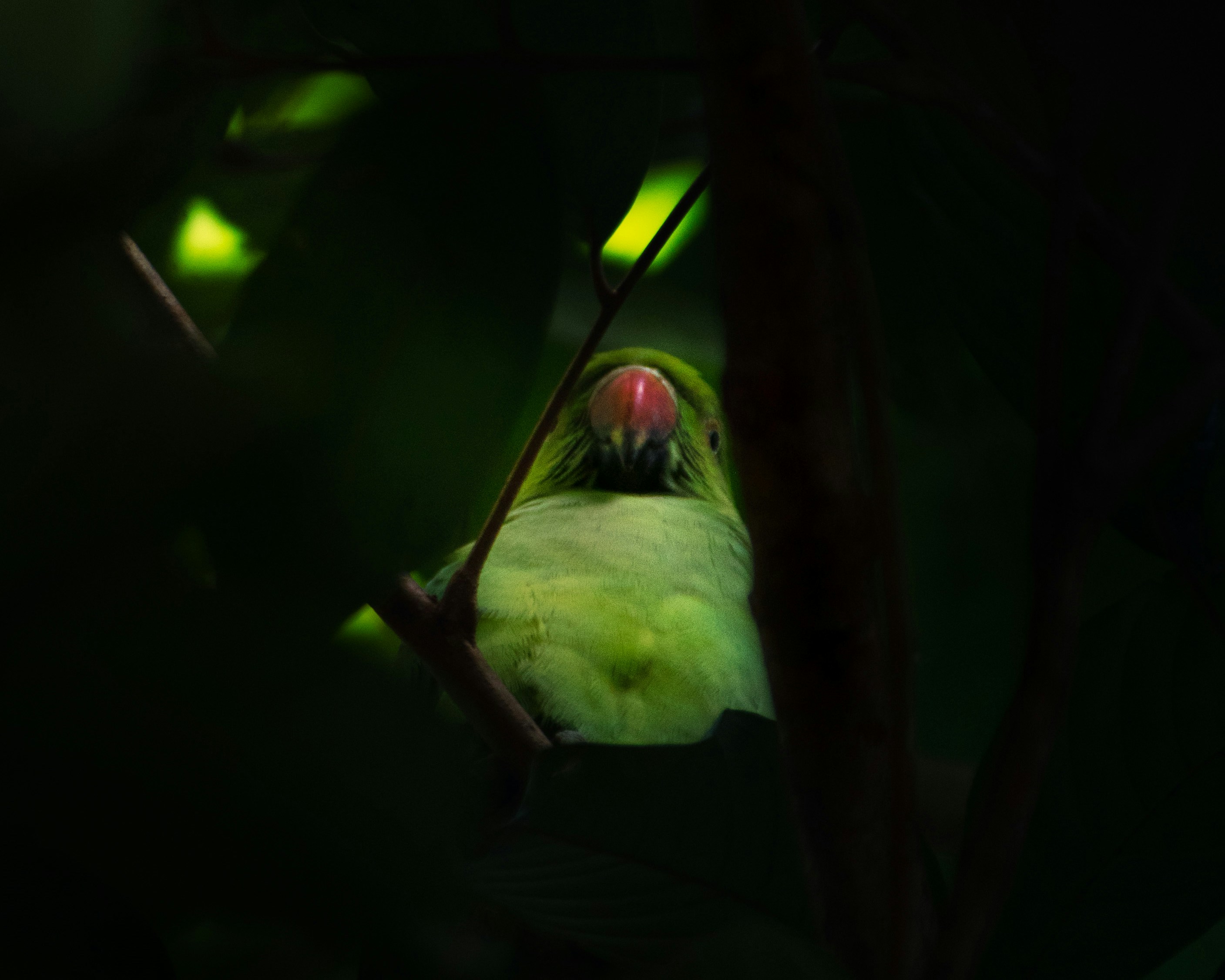 photo 1698845844376 c8ffe1f75a76?crop=entropy&cs=srgb&fm=jpg&ixid=M3w0MDY0MzJ8MHwxfHNlYXJjaHw2fHxFeG90aWMlMjBwZXR8ZW58MHwwfHx8MTcyNTk5NzM4OHww&ixlib=rb 4.0