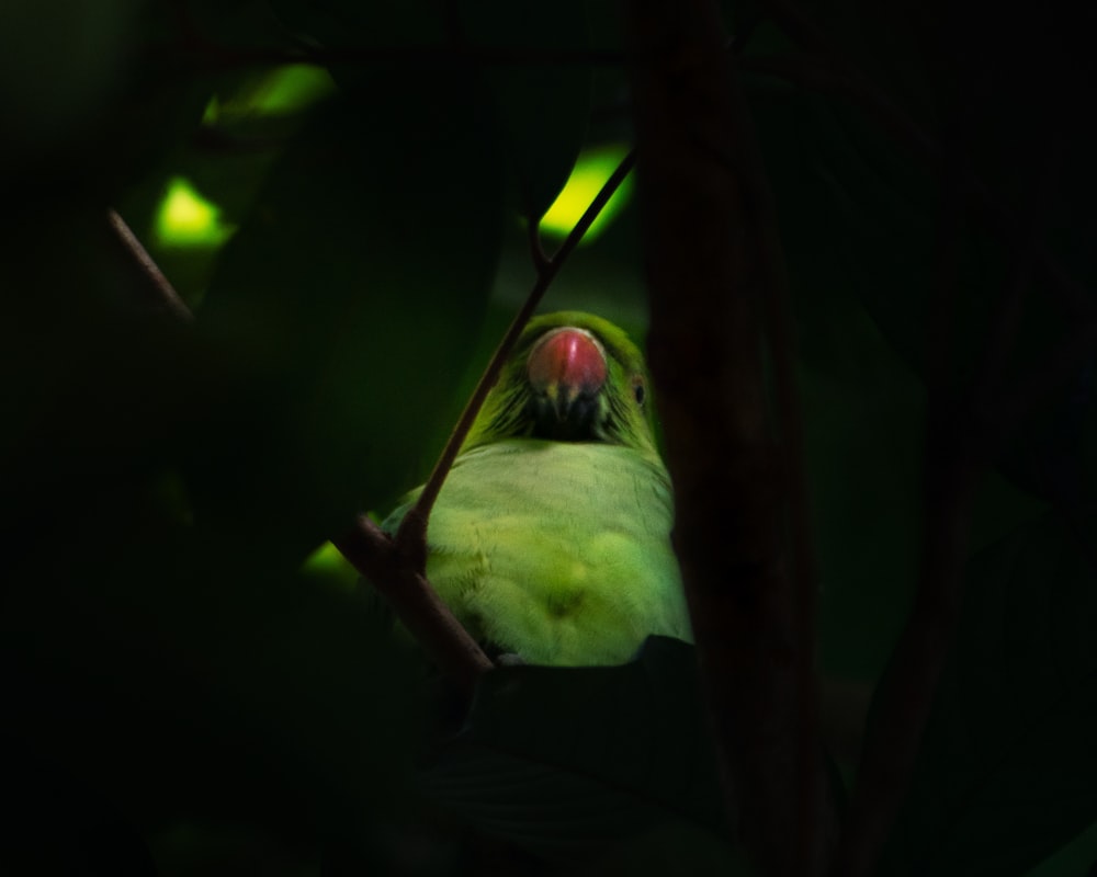 ein grüner Vogel sitzt auf einem Ast