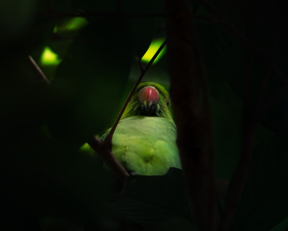 a green bird sitting on a tree branch